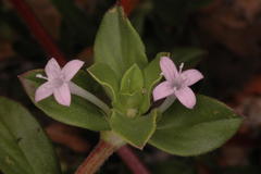 Spermacoce articularis